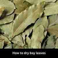 How to dry bay leaves 2023