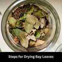 Steps for Drying Bay Leaves
